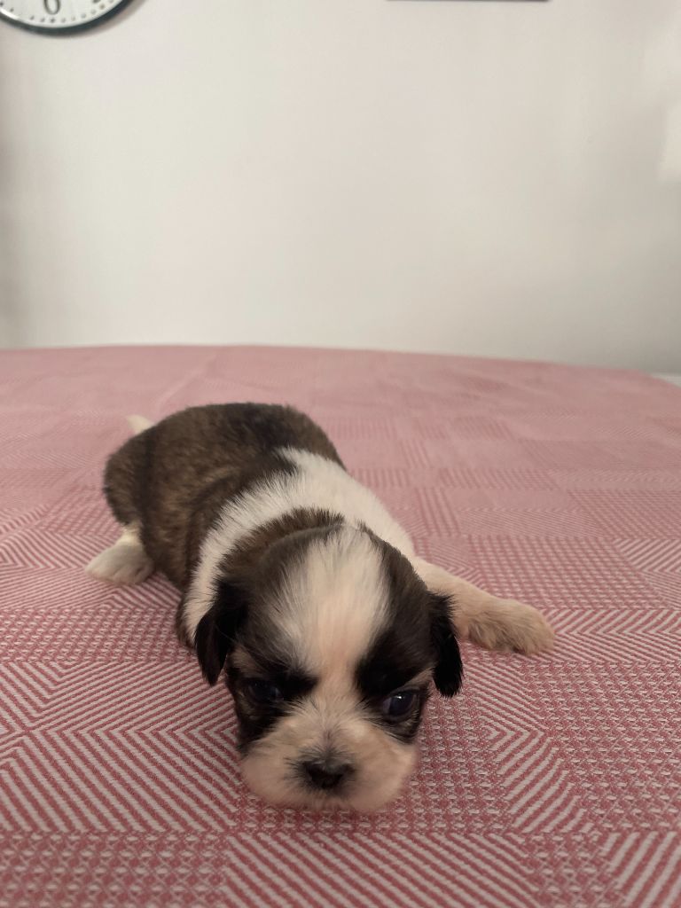 Jeanne de Durrens - Chiots disponibles - Shih Tzu