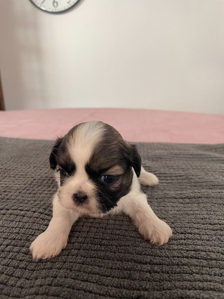 Jeanne de Durrens - Chiots disponibles - Shih Tzu