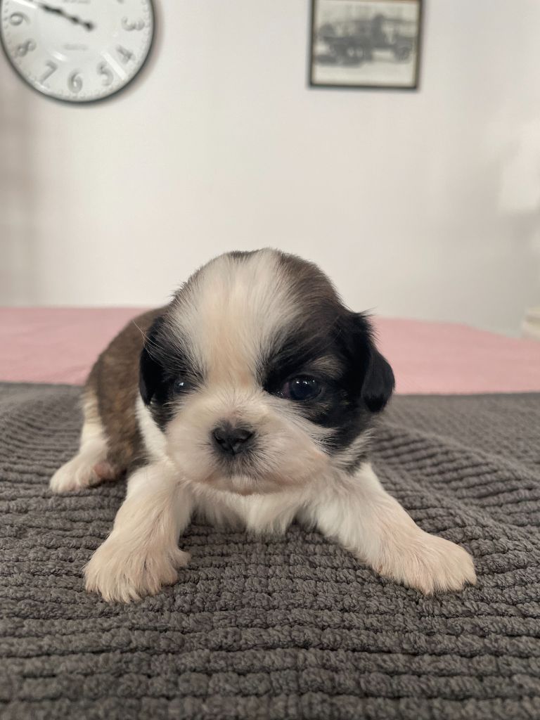 Jeanne de Durrens - Chiots disponibles - Shih Tzu