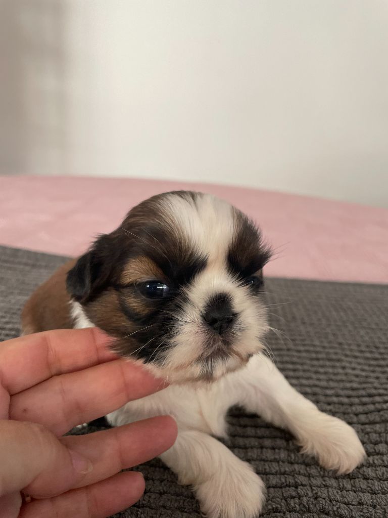 Jeanne de Durrens - Chiots disponibles - Shih Tzu